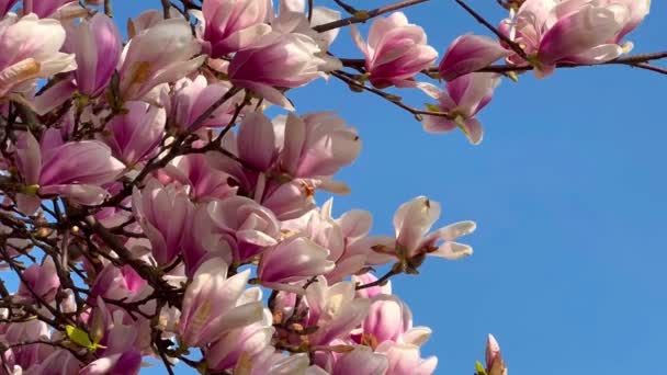 Kvetoucí magnólie strom s růžovými květy proti modré obloze na jaře.Květinové pozadí. Botanická zahrada. Něžná květinka. Vůně a vůně. Jarní sezóna. Botanika a zahradničení — Stock video