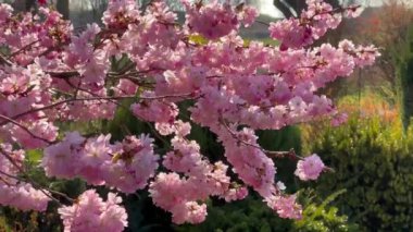 Bahar mevsiminde parkta kiraz çiçekleri açar. Pembe sakura çiçekleri. Çiçek arkaplanı. Botanik bahçesi konsepti. Yumuşak bir çiçek. Aroma ve parfüm. Bahar sezonu. Botanik ve bahçe işleri..