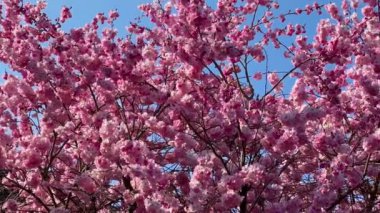 Bahar mevsiminde parkta kiraz çiçekleri açar. Pembe sakura çiçekleri. Çiçek arkaplanı. Botanik bahçesi konsepti. Yumuşak bir çiçek. Aroma ve parfüm. Bahar sezonu. Botanik ve bahçe işleri..