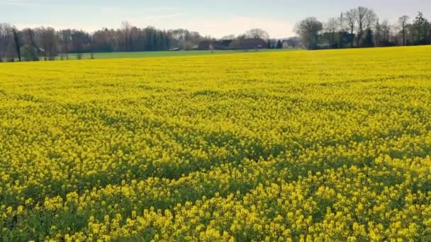 Almanya 'nın ilkbahar kırsalında çiçek açan sarı hardal manzaralı tarlalar. Arka planda yel değirmenleri ve tipik Bavyera evleri — Stok video