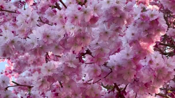 樱花在春天的公园里开花.粉红樱花。植物的背景。植物园的概念。温柔的花朵香气和芬芳。春天的季节植物学和园艺. — 图库视频影像