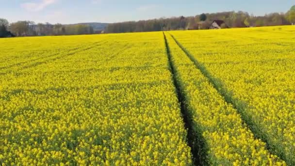 Flygfoto gul senap blommande blommor fält på våren Tyskland landsbygden. Vindkraftverk och typiska bayerska hus på bakgrunden — Stockvideo