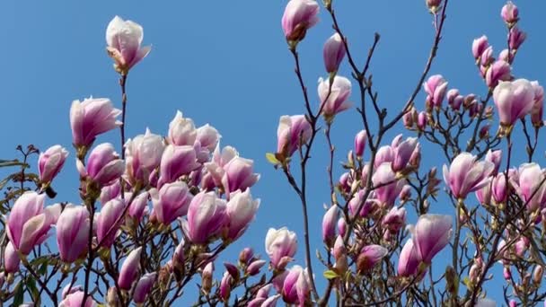 Árbol de magnolia floreciente con flores rosadas contra el cielo azul en primavera. Concepto de jardín botánico. Flor tierna. Aroma y fragancia. Temporada de primavera. Botánica y jardinería — Vídeo de stock