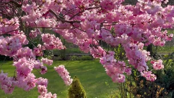 Wiśnia kwitnie w sezonie wiosennym w parku. Różowe kwiaty sakury. Kwiatowe tło. Koncepcja ogrodu botanicznego. Delikatny kwiat. Aromat i zapach. Wiosenny sezon. Botanika i ogrodnictwo. — Wideo stockowe