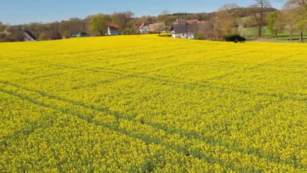 Luchtfoto gele mosterd bloeiende bloeiende bloemenvelden in de lente Duitsland platteland. Windmolens en typische Beierse huizen op achtergrond — Stockvideo