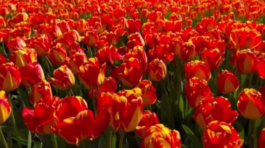 Güneşli bir günde turuncu-kırmızı laleler tarlası Keukenhof çiçek bahçesi Lisse Hollanda. Krallar Günün kutlu olsun. Yüksek kalite 4k görüntü
