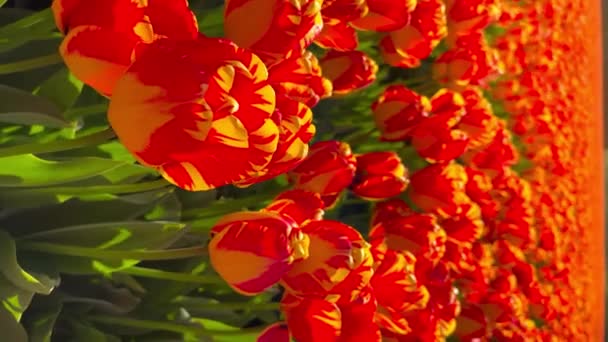 Campo Tulipas Laranja Vermelhas Dia Ensolarado Keukenhof Jardim Flores Lisse — Vídeo de Stock