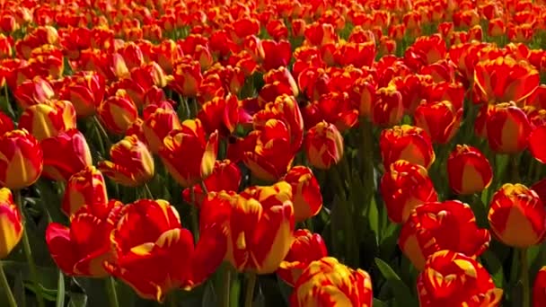 Pole Pomarańczowo Czerwone Tulipany Słoneczny Dzień Ogród Kwiatowy Keukenhof Lisse — Wideo stockowe