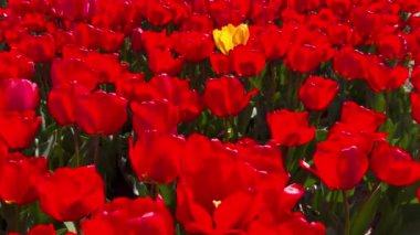 Güneşli bir günde turuncu-kırmızı laleler tarlası Keukenhof çiçek bahçesi Lisse Hollanda. Krallar Günün kutlu olsun. Yüksek kalite 4k görüntü