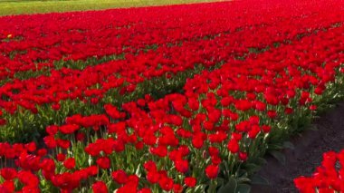 Güneşli bir günde kırmızı lalelerin tarlası Keukenhof çiçek bahçesi Lisse Hollanda. Krallar Günün kutlu olsun. Yüksek kalite 4k görüntü