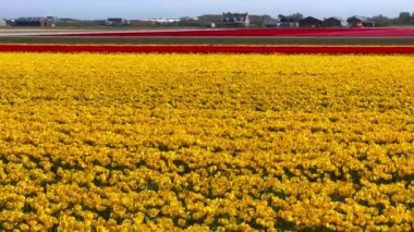 Sarı kırmızı laleler, güneşli bir günde Keukenhof çiçek bahçesi Lisse Hollanda 'da. Krallar Günün kutlu olsun. Yüksek kalite 4k görüntü