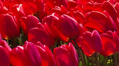 Güneşli bir günde kırmızı lalelerin tarlası Keukenhof çiçek bahçesi Lisse Hollanda. Krallar Günün kutlu olsun. Yüksek kalite 4k görüntü