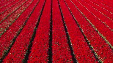 Çiçek bahçesi Keukenhof Lisse Hollanda 'daki kırmızı lale tarlalarında İHA' dan hava görüntüsü. Krallar Günün kutlu olsun. Yüksek kalite 4k görüntü