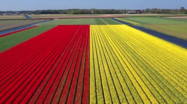 Çiçek bahçesi Keukenhof Lisse Hollanda 'da güneşli bir günde, sarı, kırmızı lale tarlalarında insansız hava aracı görüntüsü. Krallar Günün kutlu olsun. Yüksek kalite 4k görüntü