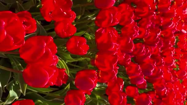 Field Red Tulipán Napsütéses Napon Keukenhof Virágos Kert Lisse Hollandia — Stock videók