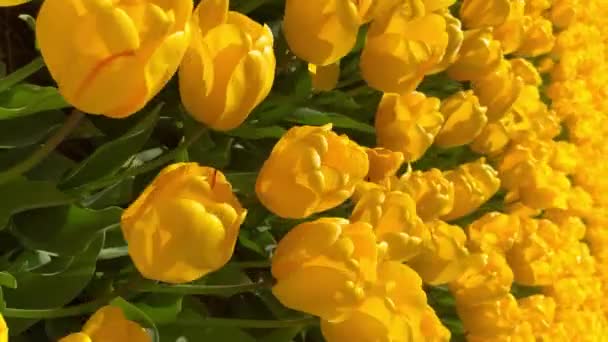 Veld Van Gele Tulpen Zonnige Dag Keukenhof Bloementuin Lisse Nederland — Stockvideo