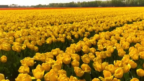 Velden Gele Tulpen Zonnige Dag Keukenhof Bloementuin Lisse Nederland Gelukkige — Stockvideo