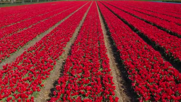赤いチューリップ畑のドローンと晴れた日のオランダのキューケンホフリスパの近所からの空中視界 ハッピーキングスデー 高品質の4K映像を公開しました 高品質の4K映像 — ストック動画