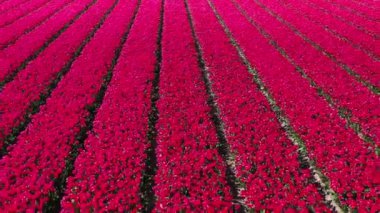 Çiçek bahçesi Keukenhof Lisse Hollanda 'daki kırmızı lale tarlalarında İHA' dan hava görüntüsü. Krallar Günün kutlu olsun. Yüksek kalite 4k görüntü