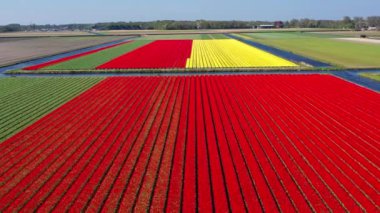 Hollanda, Keukenhof Lisse çiçek bahçesi civarındaki güneşli bir günde renkli lale tarlalarının insansız hava aracı görüntüsü. Krallar Günün kutlu olsun. Yüksek kalite 4k görüntü