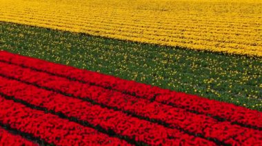 Hollanda, Keukenhof Lisse çiçek bahçesi civarındaki güneşli bir günde renkli lale tarlalarının insansız hava aracı görüntüsü. Krallar Günün kutlu olsun. Yüksek kalite 4k görüntü