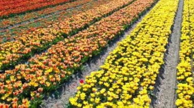 Hollanda, Keukenhof Lisse çiçek bahçesi civarındaki güneşli bir günde renkli lale tarlalarının insansız hava aracı görüntüsü. Krallar Günün kutlu olsun. Yüksek kalite 4k görüntü