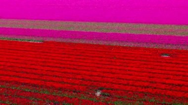 Hollanda, Keukenhof Lisse çiçek bahçesi civarındaki güneşli bir günde renkli lale tarlalarının insansız hava aracı görüntüsü. Krallar Günün kutlu olsun. Yüksek kalite 4k görüntü
