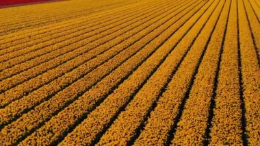 Çiçek bahçesi Keukenhof Lisse Hollanda 'da güneşli bir günde, sarı, kırmızı lale tarlalarında insansız hava aracı görüntüsü. Krallar Günün kutlu olsun. Yüksek kalite 4k görüntü