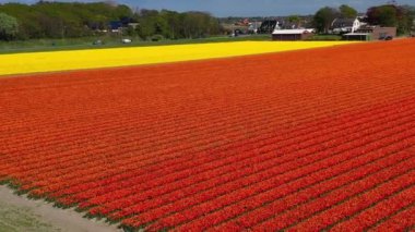 Çiçek bahçesi Keukenhof Lisse Hollanda 'da güneşli bir günde, sarı, kırmızı lale tarlalarında insansız hava aracı görüntüsü. Krallar Günün kutlu olsun. Yüksek kalite 4k görüntü