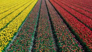 Hollanda, Keukenhof Lisse çiçek bahçesi civarındaki güneşli bir günde renkli lale tarlalarının insansız hava aracı görüntüsü. Krallar Günün kutlu olsun. Yüksek kalite 4k görüntü