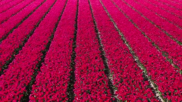 オランダ キケンホフ リスス オランダの晴れた日の赤いチューリップ畑のドローンからの空中視界 ハッピーキングスデー 高品質の4K映像 — ストック動画