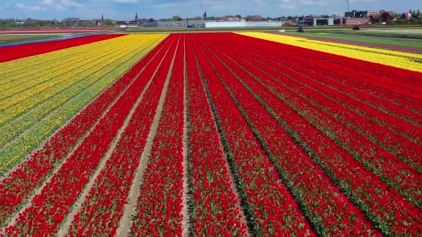Aerial Drone Widok Kolorowych Pól Tulipanowych Słoneczny Dzień Pobliżu Keukenhof — Wideo stockowe