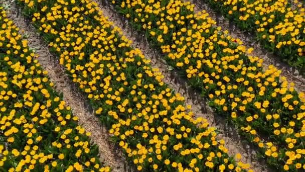 Pemandangan Udara Dari Drone Ladang Tulip Kuning Pada Hari Yang — Stok Video