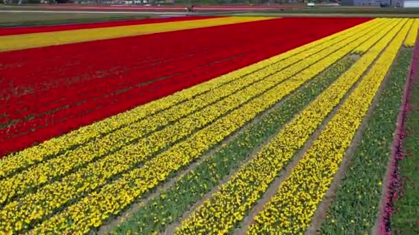 Vista Aérea Drone Campos Tulipas Vermelhas Dia Ensolarado Jardim Flores — Vídeo de Stock