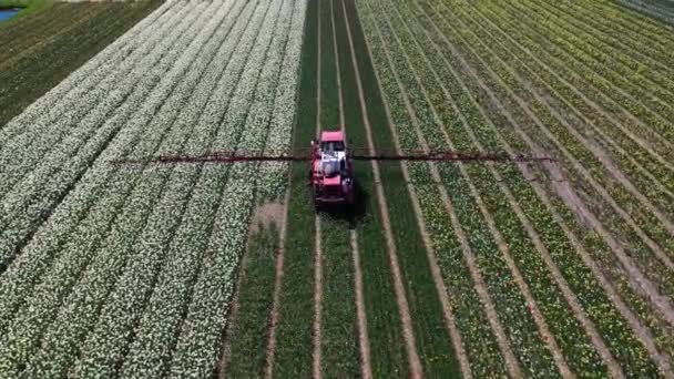 Aerial Drone View Mezőgazdasági Gépek Dolgozó Színes Tulipán Mezők Napsütéses — Stock videók