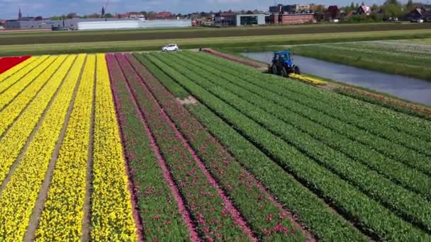 オランダのキケンホフリスス花園周辺の晴れた日には カラフルなチューリップ畑の空中ドローンビュー ハッピーキングスデー 高品質の4K映像 — ストック動画