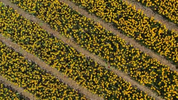 Vista Aérea Drone Campos Tulipas Amarelas Dia Ensolarado Jardim Flores — Vídeo de Stock