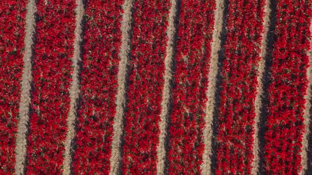 Vista Aérea Drone Campos Tulipas Vermelhas Dia Ensolarado Jardim Flores — Vídeo de Stock