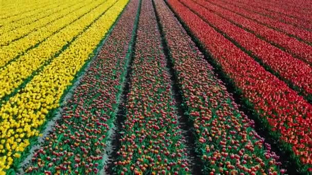 Vue Aérienne Drones Champs Tulipes Colorés Par Une Journée Ensoleillée — Video