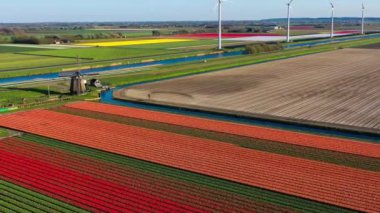 İHA 'nın renkli lale tarlaları, yel değirmenleri, rüzgar türbinleri ve Hollanda kırsalındaki tarımsal çalışmalar üzerindeki görüntüsü. Yüksek kalite 4k görüntü