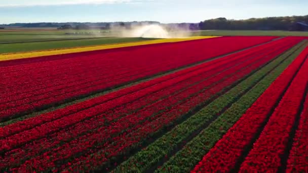 Luftaufnahme Von Der Drohne Auf Bunten Tulpenfeldern Windrädern Windrädern Und — Stockvideo