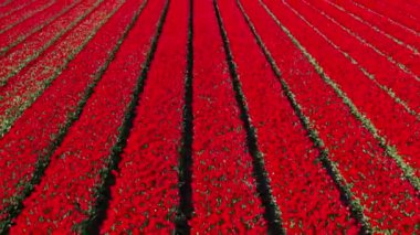 Çiçek bahçesi Keukenhof Lisse Hollanda 'daki kırmızı lale tarlalarında İHA' dan hava görüntüsü. Krallar Günün kutlu olsun. Yüksek kalite 4k görüntü