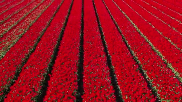 Légi Kilátás Drón Vörös Tulipán Mezők Napsütéses Napon Virágos Kertben — Stock videók