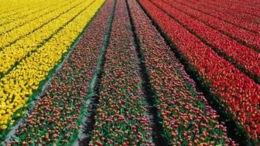 Çiçek bahçesi Keukenhof Lisse Hollanda 'da güneşli bir günde, renkli sarı, kırmızı ve yeşil lale tarlalarında İHA' dan hava manzarası. Krallar Günün kutlu olsun. Yüksek kalite 4K görüntü. Yüksek kalite 4k görüntü