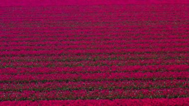 Çiçek bahçesi Keukenhof Lisse Hollanda 'daki kırmızı lale tarlalarında İHA' dan hava görüntüsü. Krallar Günün kutlu olsun. Yüksek kalite 4k görüntü