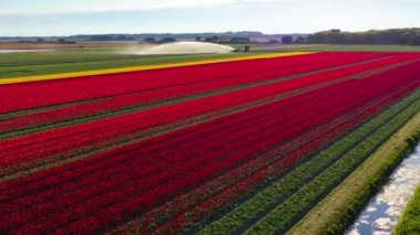Hollanda kırsalındaki renkli lale tarlalarını sulayan tarımsal makinede insansız hava aracı görüntüsü ve kameranın önünden geçen kuşlar. Yüksek kalite 4k görüntü