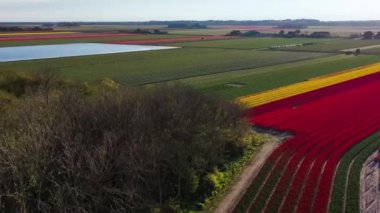 İHA 'nın renkli lale tarlaları, yel değirmenleri, rüzgar türbinleri ve Hollanda kırsalındaki tarımsal çalışmalar üzerindeki görüntüsü. Yüksek kalite 4k görüntü