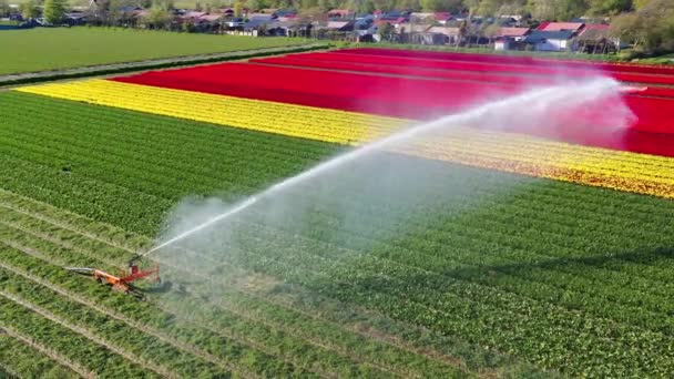 Vista Aérea Desde Dron Máquina Agrícola Regando Coloridos Campos Tulipanes — Vídeos de Stock