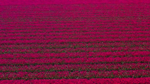 阳光明媚的日子 荷兰Kukenhof Lisse花园 无人驾驶飞机在红色郁金香地里拍到的空中风景 国王节快乐 高质量的4K镜头 — 图库视频影像