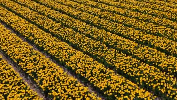 黄色いチューリップ畑のドローンからのエアリアルビューは 晴れた日の花園キケンホフリスパオランダ ハッピーキングスデー 高品質の4K映像 — ストック動画